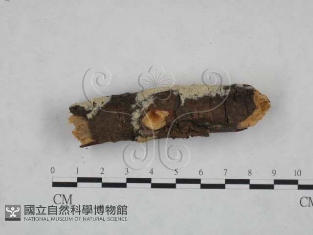 登錄號:F0025176藏品圖，第1張