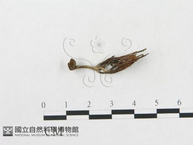 登錄號:F0005176藏品圖，第1張