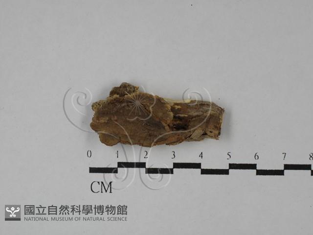 木層孔菌屬藏品圖，第1張