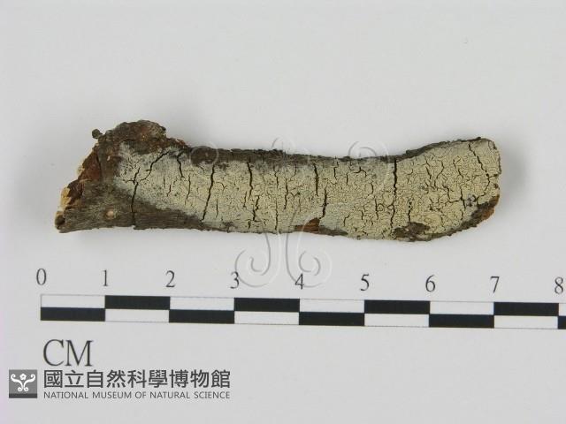 剛毛絲皮菌藏品圖，第1張