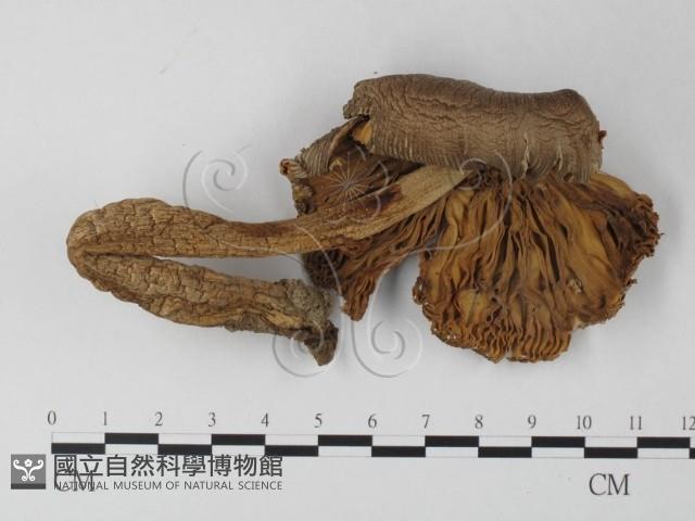 登錄號:F0013176藏品圖，第1張