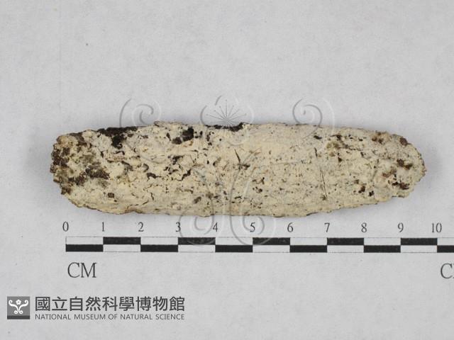 登錄號:F0028076藏品圖，第1張