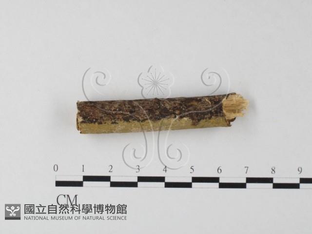 登錄號:F0000076藏品圖，第1張