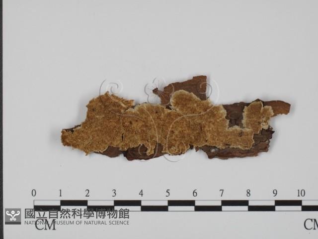 登錄號:F0010076藏品圖，第1張