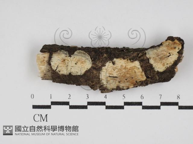 登錄號:F0030076藏品圖，第1張