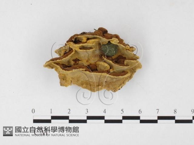 登錄號:F0026076藏品圖，第1張