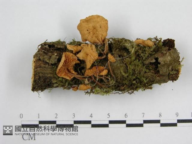 微皮傘屬藏品圖，第1張