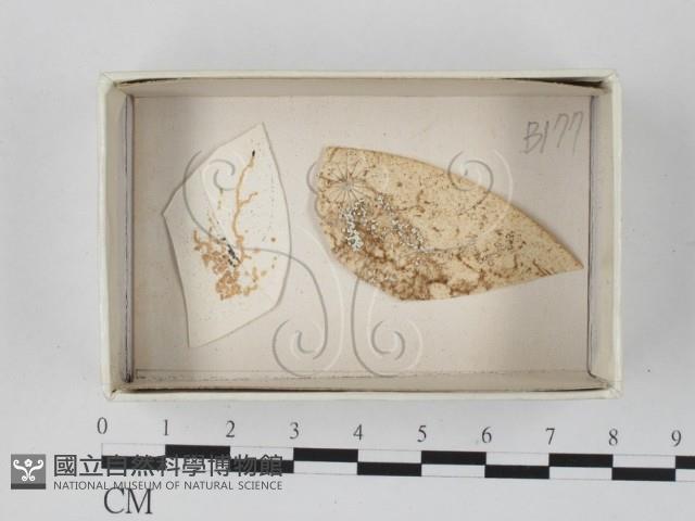 登錄號:F0021076藏品圖，第1張