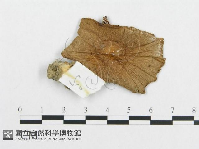 登錄號:F0011076藏品圖，第1張