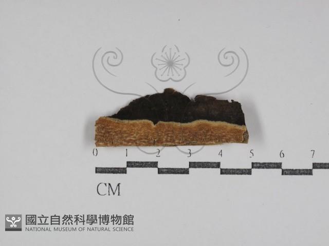 登錄號:F0031076藏品圖，第1張