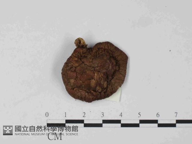 登錄號:F0024076藏品圖，第1張