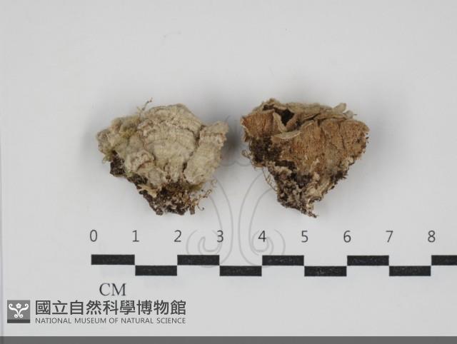 附毛菌屬藏品圖，第1張