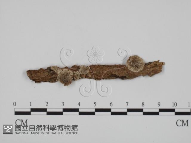附毛菌屬藏品圖，第1張