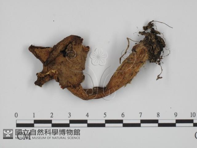 登錄號:F0002076藏品圖，第1張