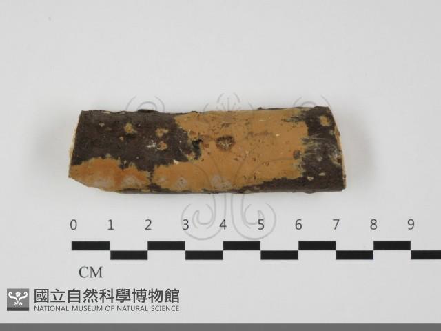 擬射脈菌屬藏品圖，第1張