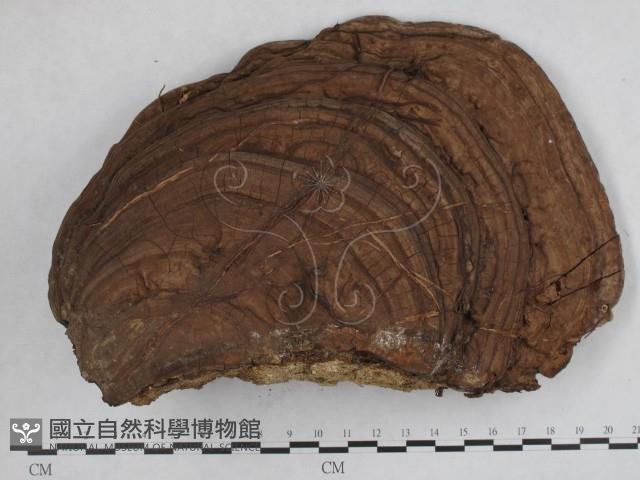靈芝屬藏品圖，第1張