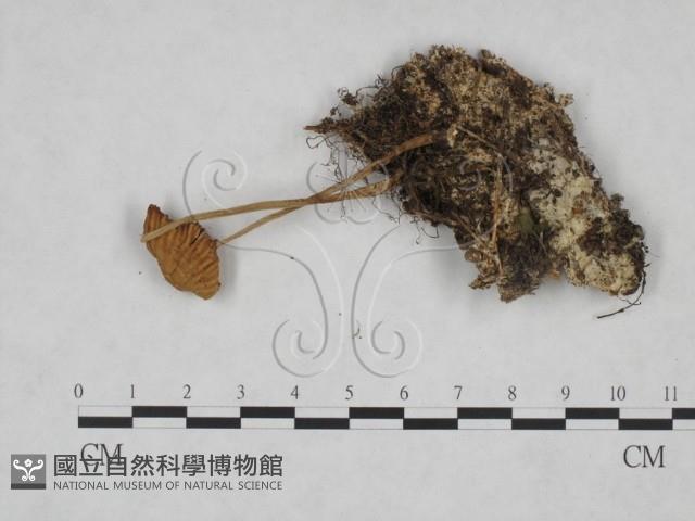 小菇屬藏品圖，第1張