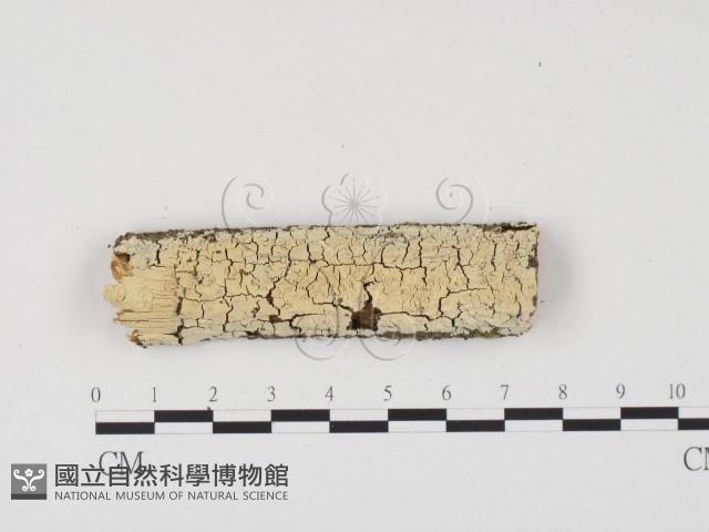 冇骨消絲齒菌藏品圖，第1張