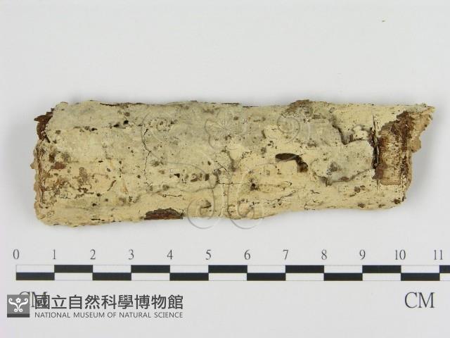 絲齒菌屬藏品圖，第1張