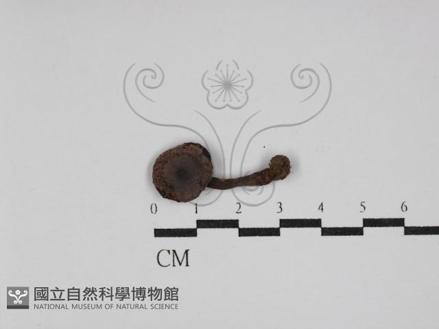 登錄號:F0023076藏品圖，第1張