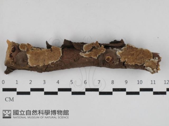 附毛菌屬藏品圖，第1張