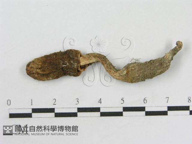 登錄號:F0008376藏品圖，第1張