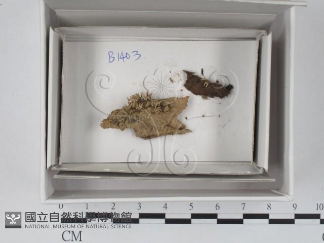 登錄號:F0018376藏品圖，第1張