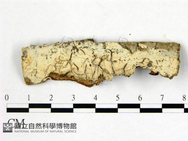 登錄號:F0020376藏品圖，第1張