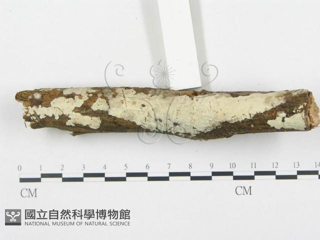 登錄號:F0000376藏品圖，第1張