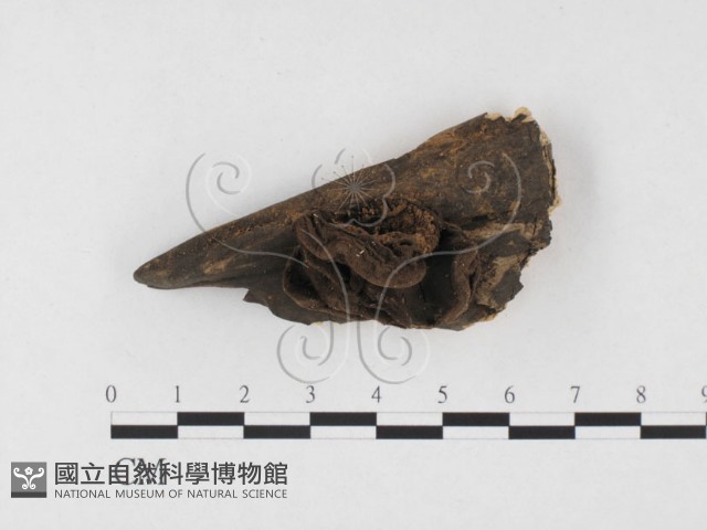 登錄號:F0010376藏品圖，第1張