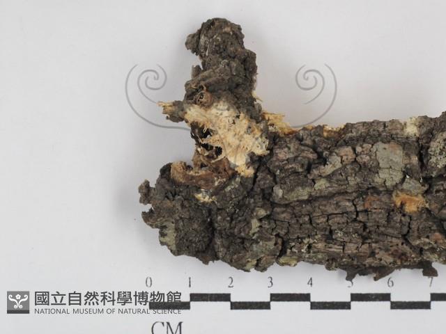登錄號:F0030376藏品圖，第1張