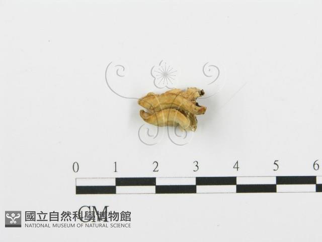 登錄號:F0006376藏品圖，第1張