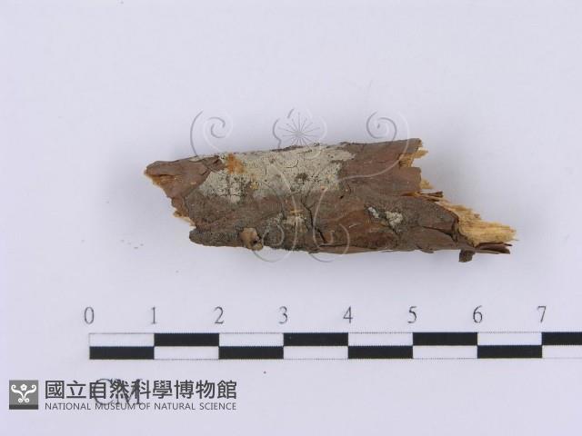登錄號:F0001376藏品圖，第1張