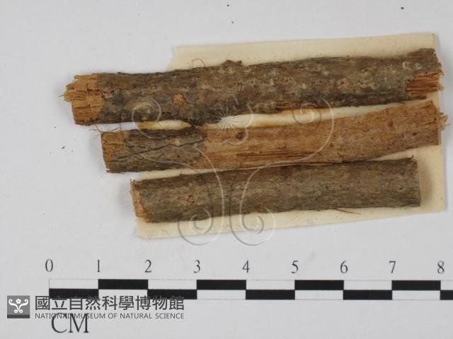 登錄號:F0011376藏品圖，第1張
