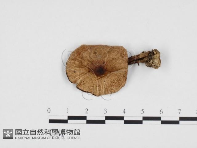 登錄號:F0024376藏品圖，第1張