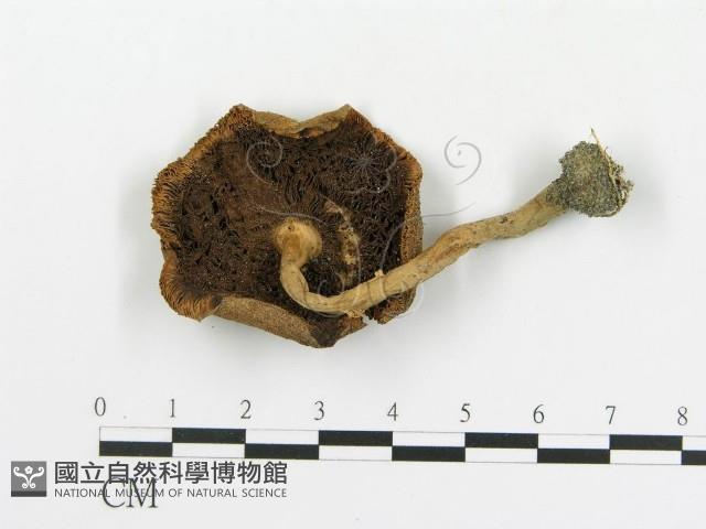 傘菌屬藏品圖，第1張