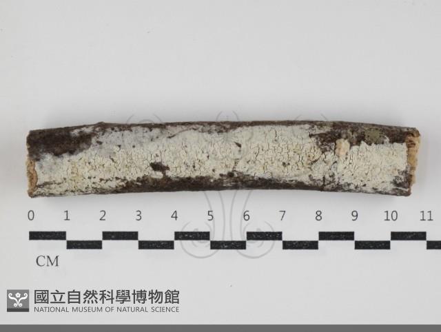 登錄號:F0034376藏品圖，第1張