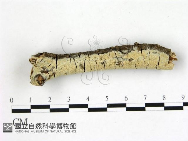登錄號:F0022376藏品圖，第1張
