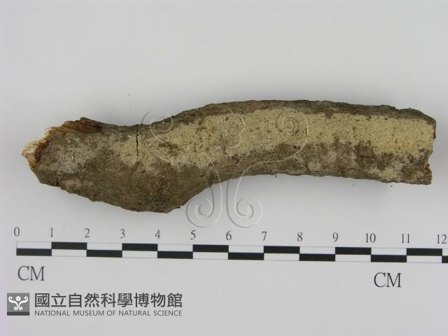 剛毛絲皮菌藏品圖，第1張