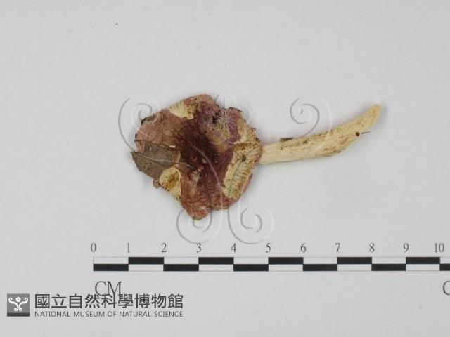 登錄號:F0012376藏品圖，第1張