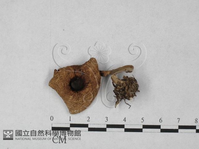 登錄號:F0027376藏品圖，第1張