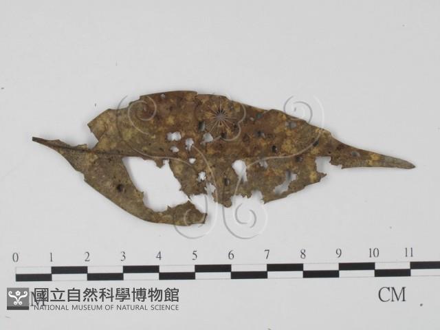 登錄號:F0007376藏品圖，第1張