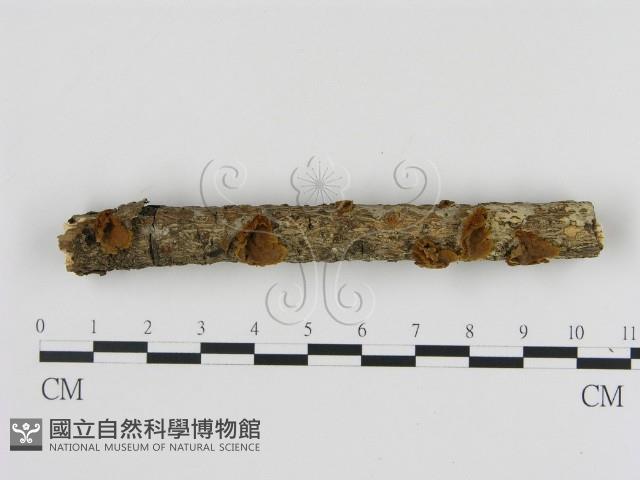 刺革菌屬藏品圖，第1張