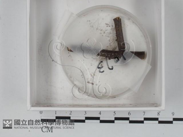 登錄號:F0019376藏品圖，第1張