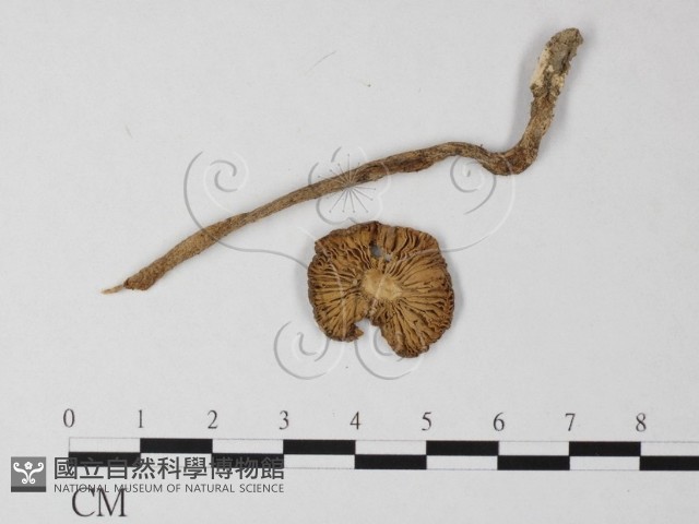 登錄號:F0003376藏品圖，第1張