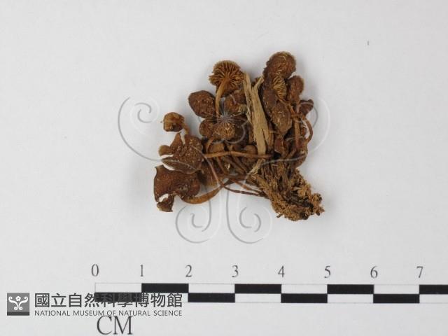 小菇屬藏品圖，第1張