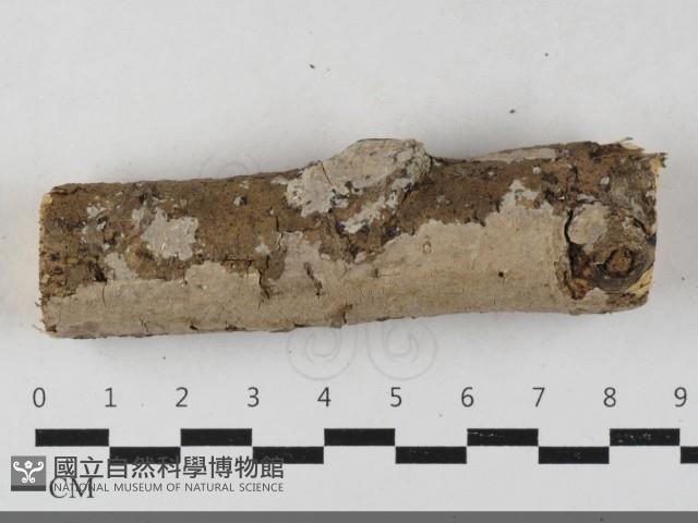 刺皮菌屬藏品圖，第1張
