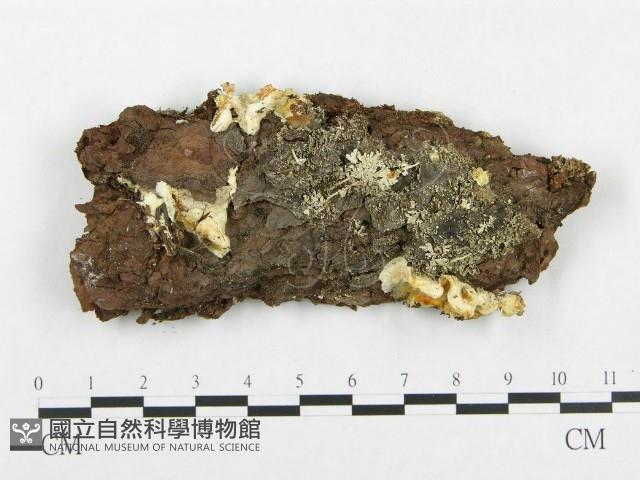 登錄號:F0008261藏品圖，第1張