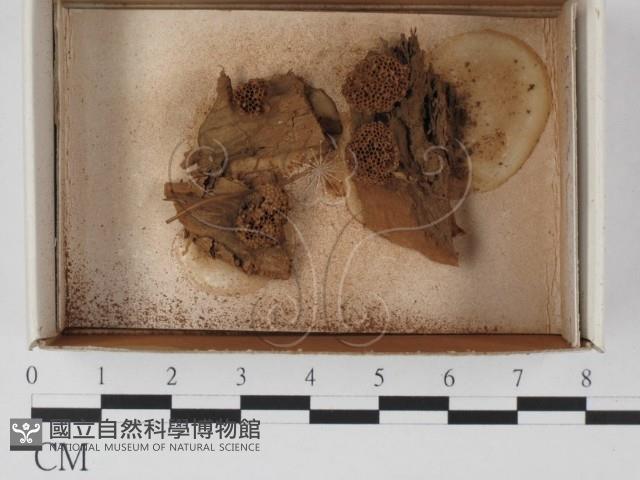 登錄號:F0018261藏品圖，第1張