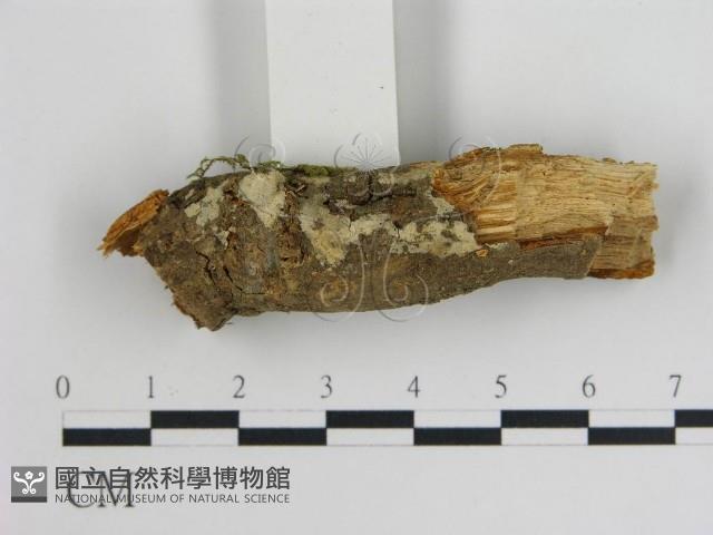 登錄號:F0010261藏品圖，第1張